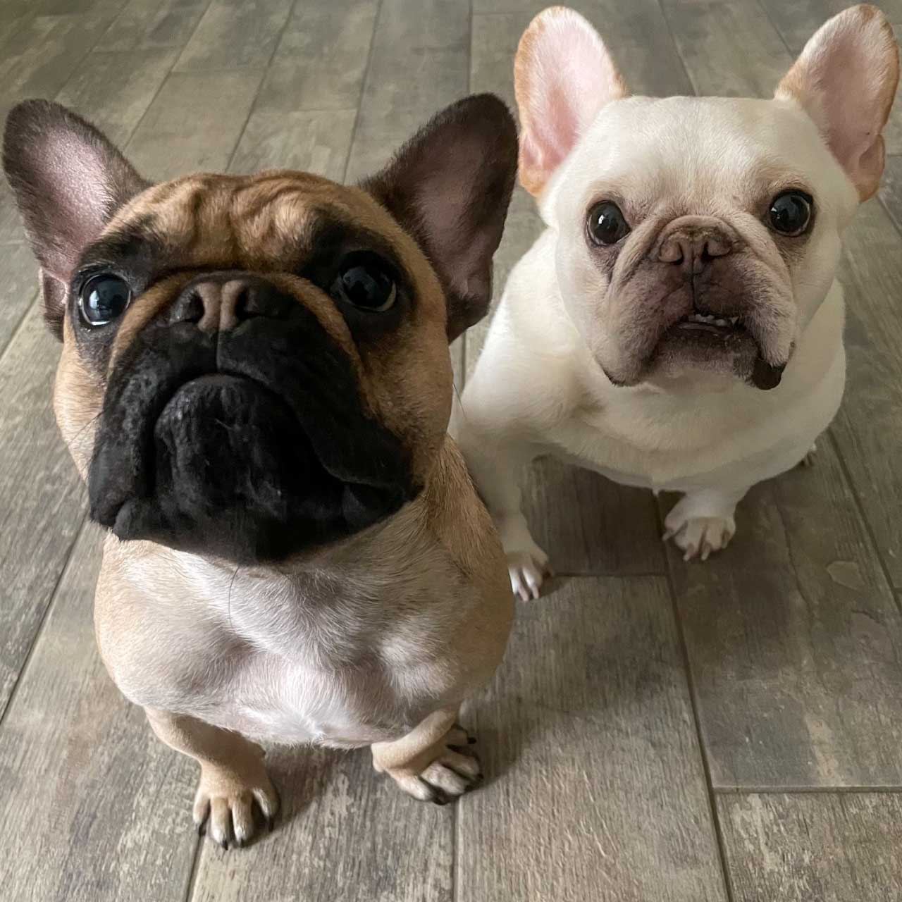 Penny-and-Bunsen